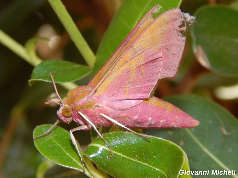 Deilephila porcellus (303^ specie )